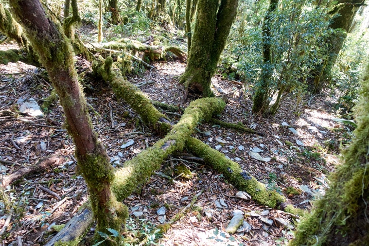 Two fallen trees in shape of an 'X'