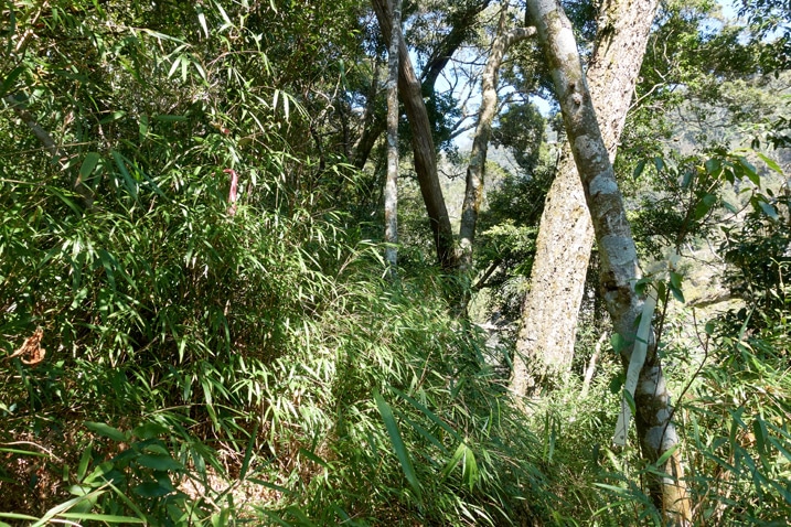 Trail with tall grass and trees