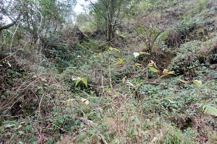 Steep mountainside trail - overgrown