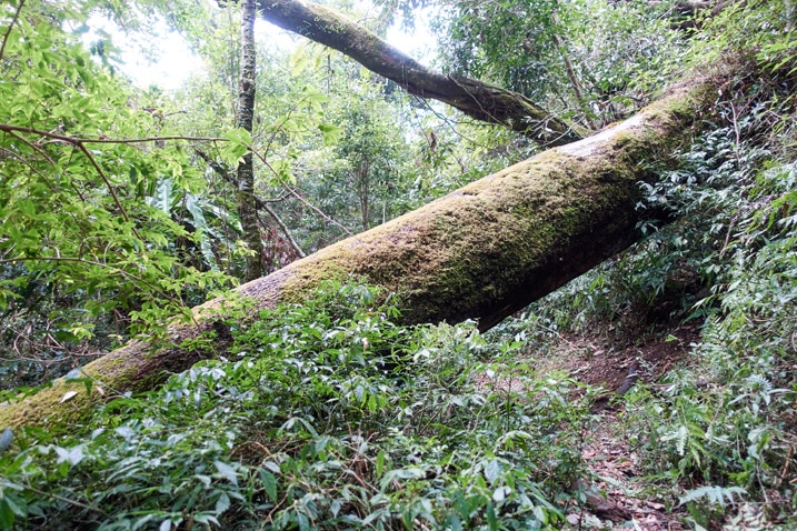 Large tree fallen over mountain trail