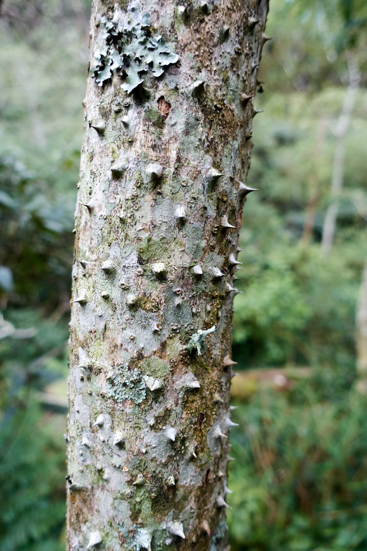 Closeup of a thorny tree