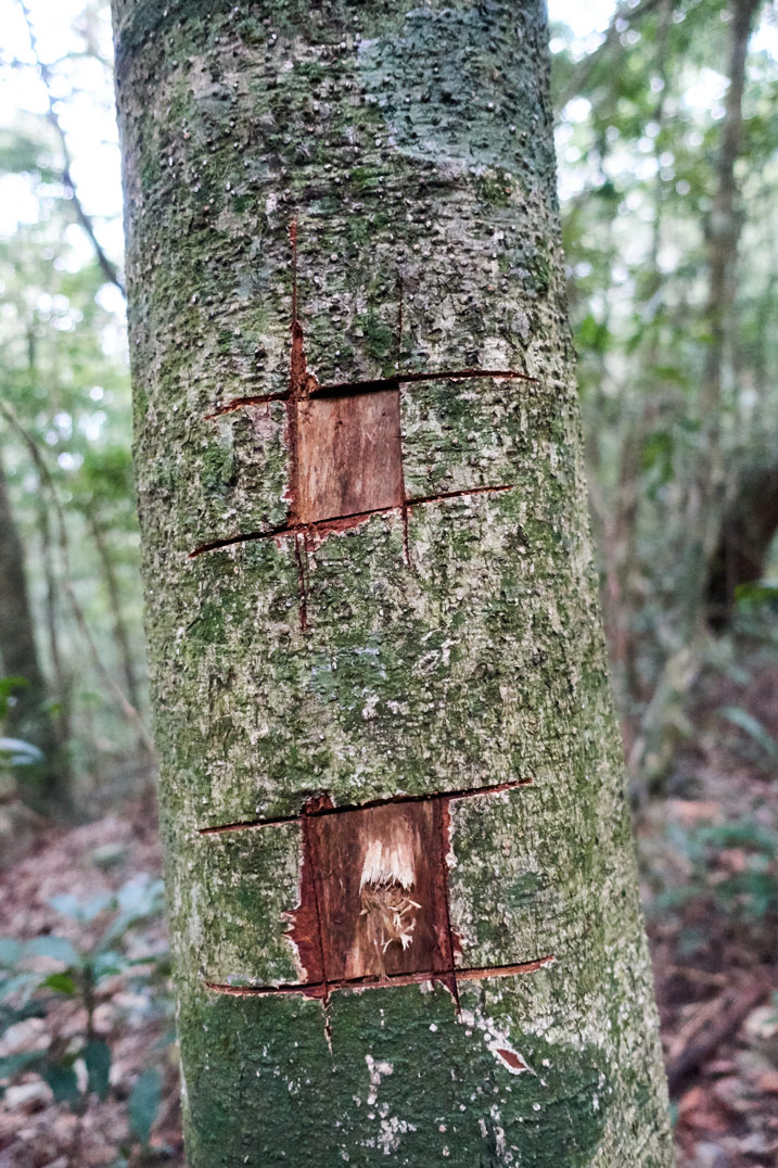 Tree with unknown carvings on it