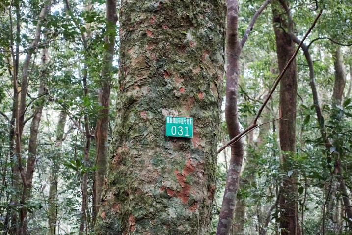 Tree with green government sign with "031" and Chinese written on it