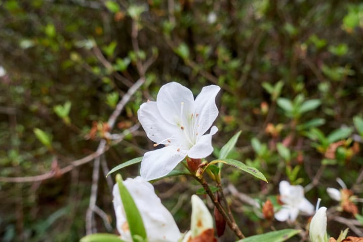 Closeup of white flower
