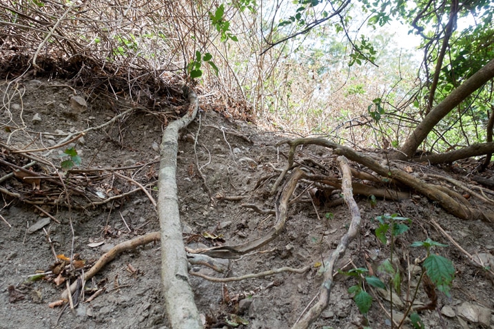 Eroding mountainside - closeup - thick tree root going up