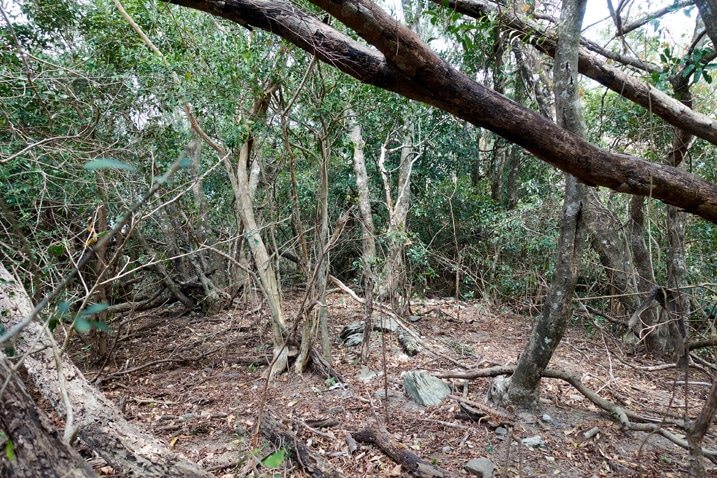 Overgrown jungle and fallen trees