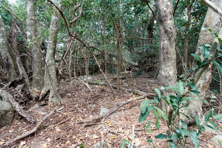 Overgrown jungle and fallen trees