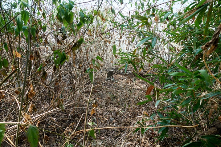 Triangulation stone hidden in overgrowth