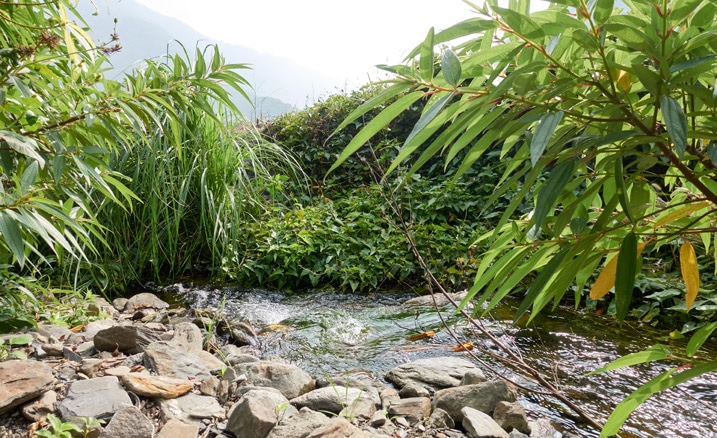 Small river flowing near lush, green plants 