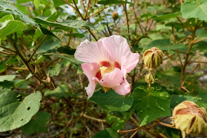 Closeup of pinkish flower