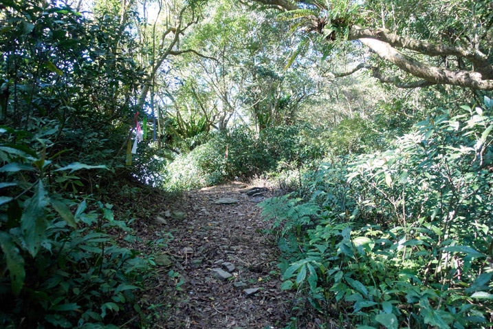Trail - trees and plants on either side