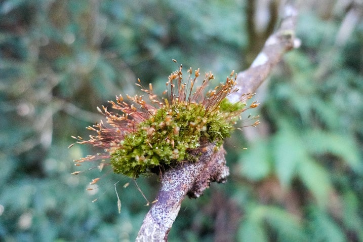 Some type of "hairy" fungus growing on tree branch