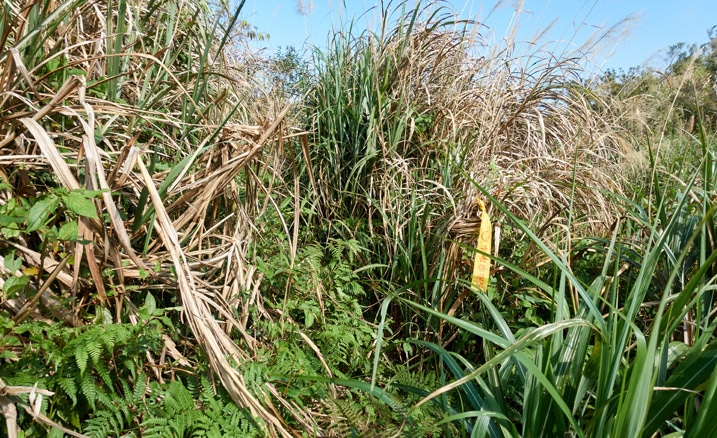 Tall grass with a yellow trail marker ribbon attached to some