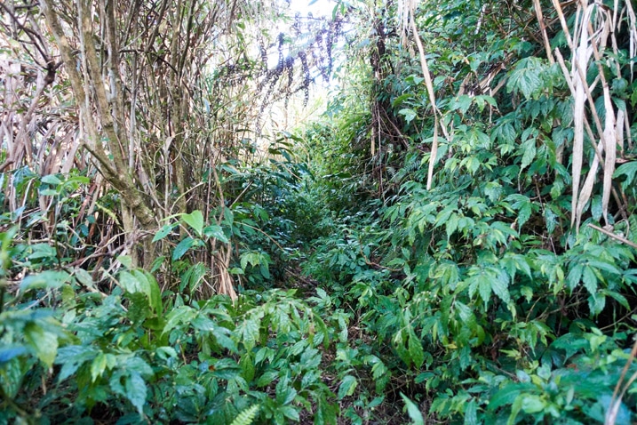 Trail under small overgrowth - tall grass on one side