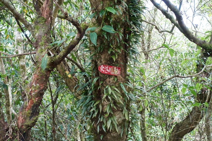 Red sign with Chinese written on it attached to a tree