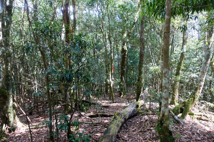 Mountain forest - lots of trees and dead leaves on the ground - fallen tree trunk in center