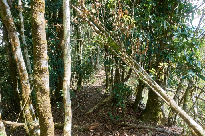 Trail through thick trees