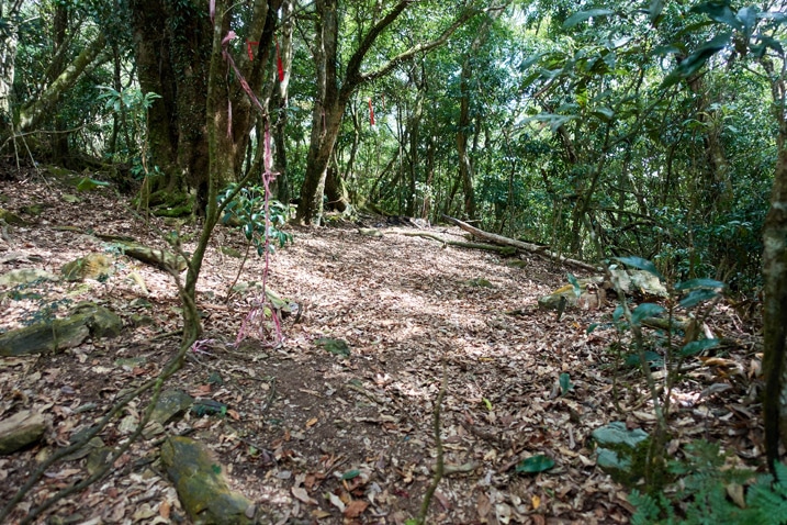 Open area in forest suitable for camping