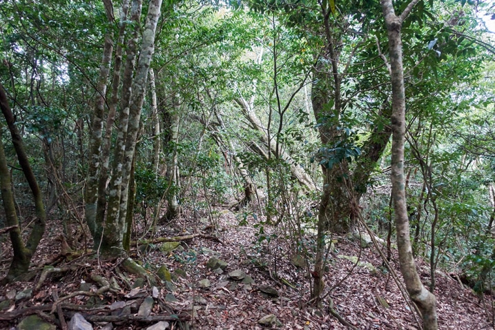 Mountain forest - thick with small trees - leaves on the ground