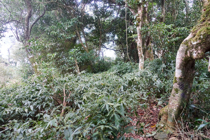 Mountain forest - trees and plants all over - faint trail in center