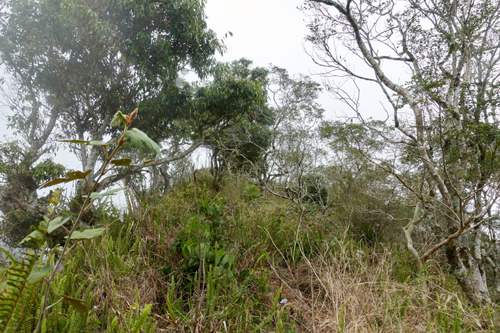 Grassy uphill with some trees - fog at top