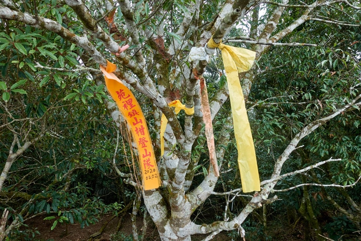 Several trail ribbons tied to a tree's branches