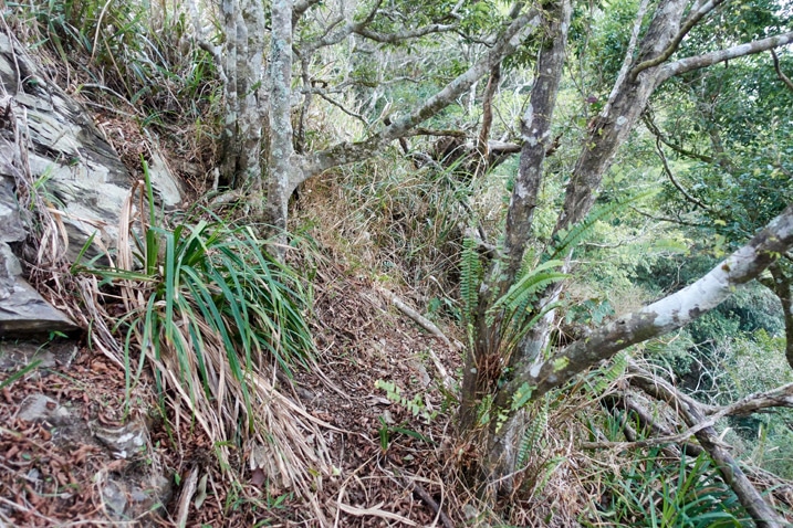 Dense mountain ridge section - trees with trail in middle