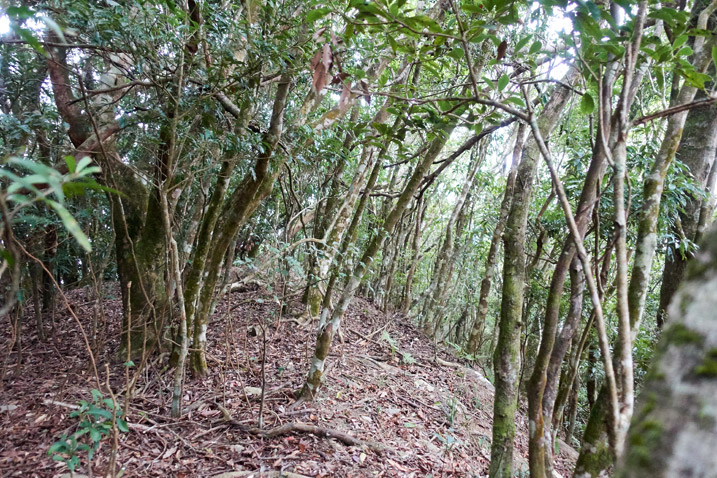 Lots of thinner tall trees with open path area between - leaves on ground