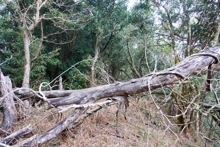 Fallen tree with forest behind