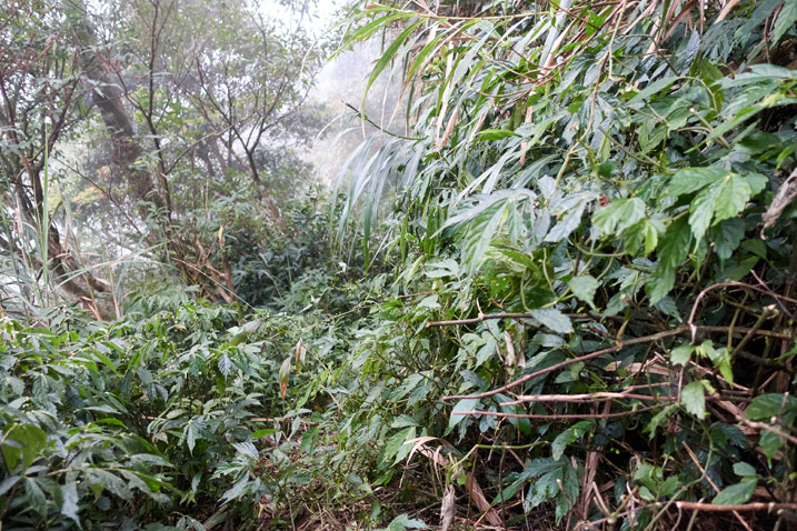 Taiwan jungle - lots of plant overgrowth - slight trail in middle