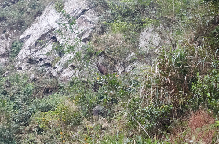 Formosan serow standing on mountainside