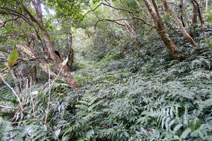 Overgrown old mountain road - trees on either side