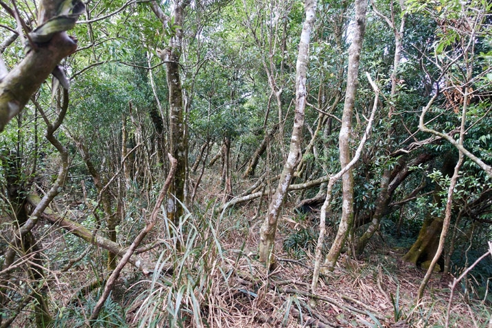 Tangled mess of trees