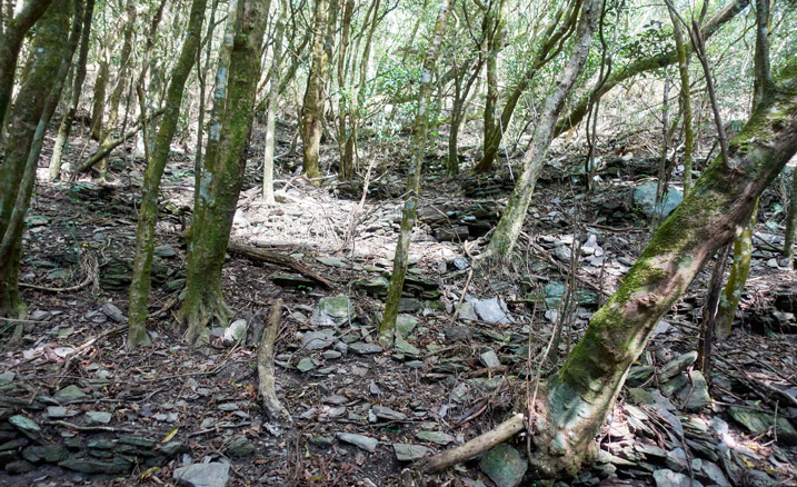 Many purposefully arranged stones on the side of a mountain - trees mixed in