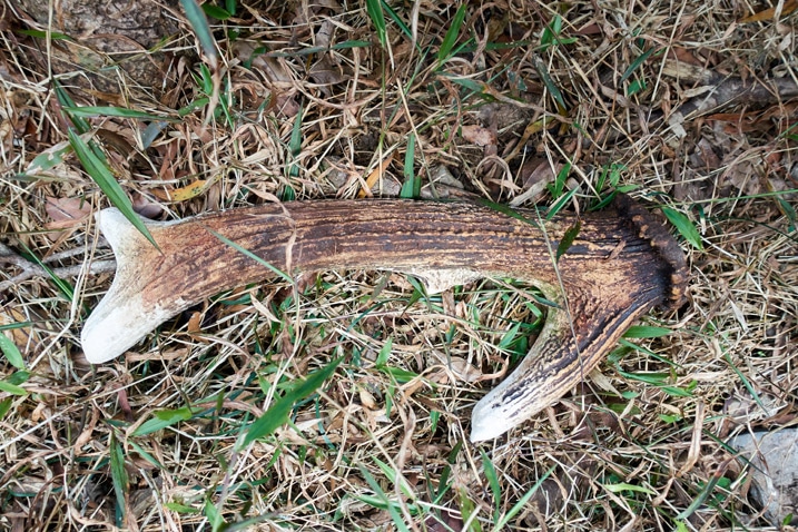 Deer antler on the ground