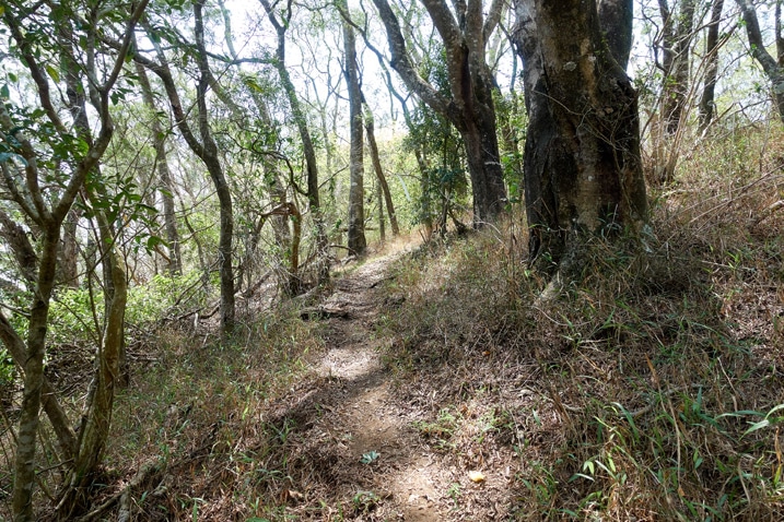 Trail going through many trees