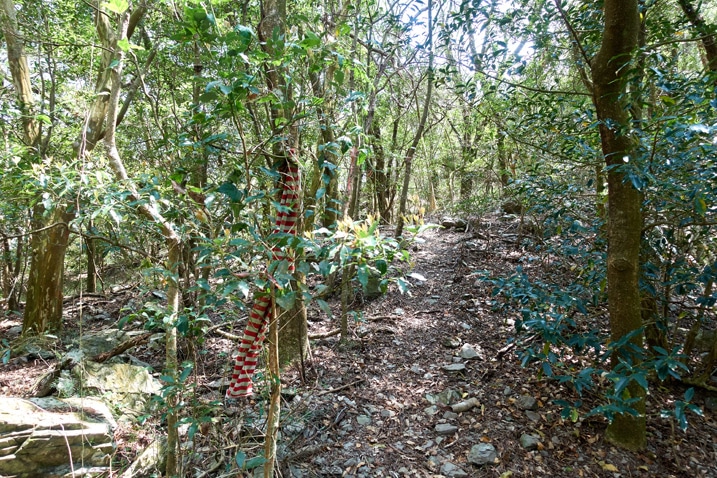 Trail leading through many small trees