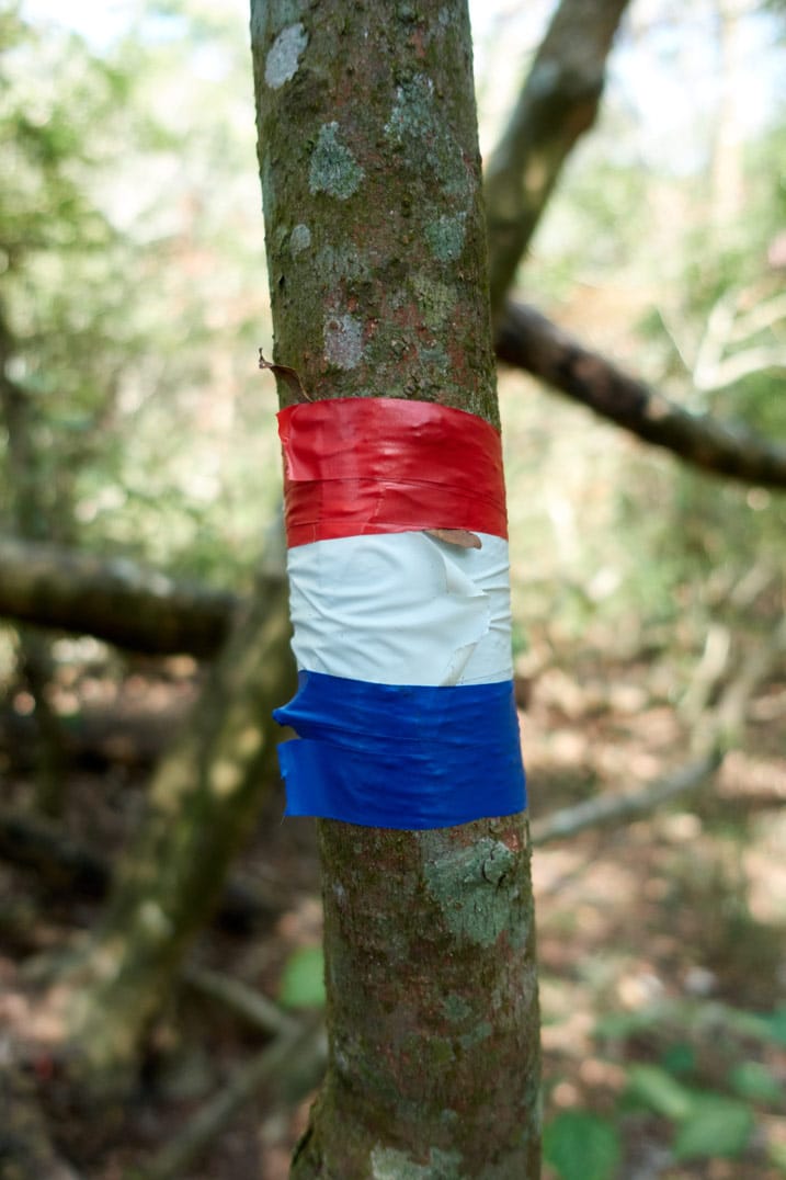 Red, white, and blue tape wrapped around a small tree