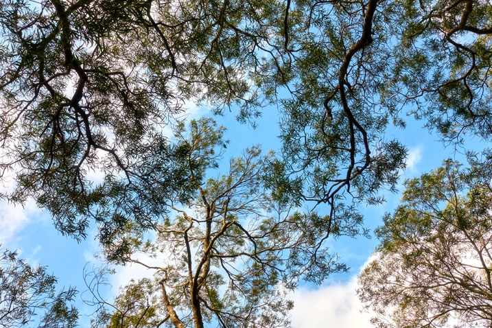 Looking up to the sky - trees and leaves - blue sky and white clouds