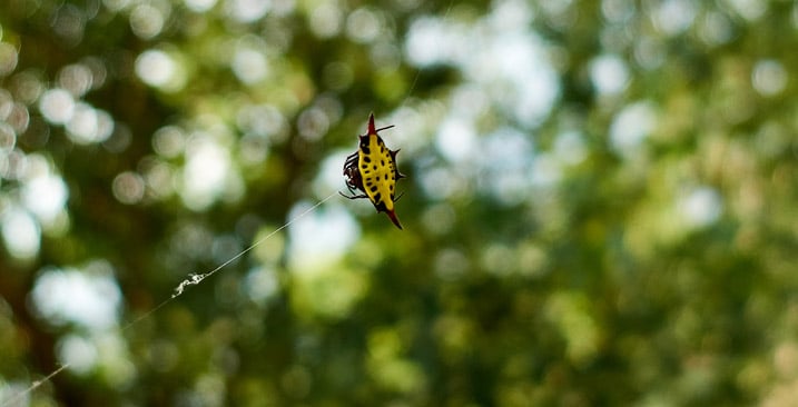 Closeup of yellow and black spider