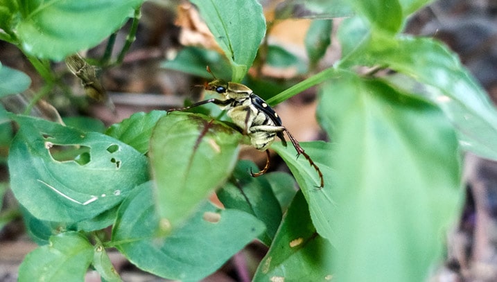 Closeup of yellow and black bug on some leaves