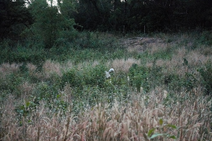 Mannequin hiding within a field of tall grass