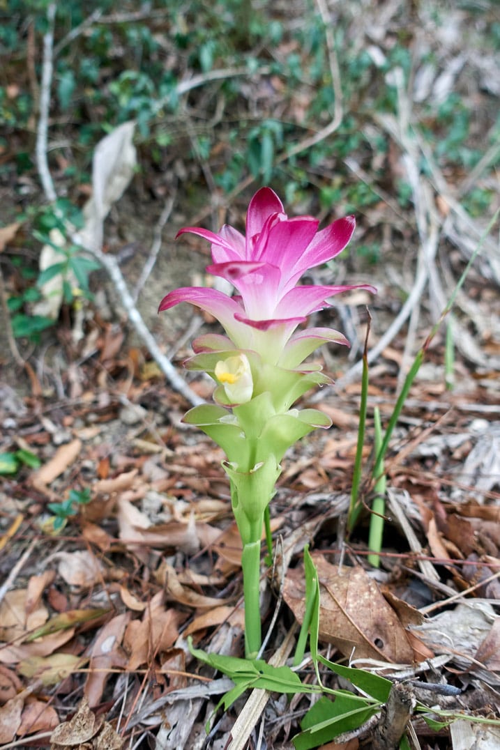 Curcuma aeruginosa - Pink and green flower