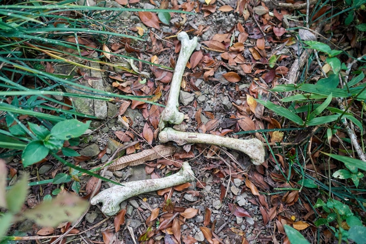 Several bones lying on a trail
