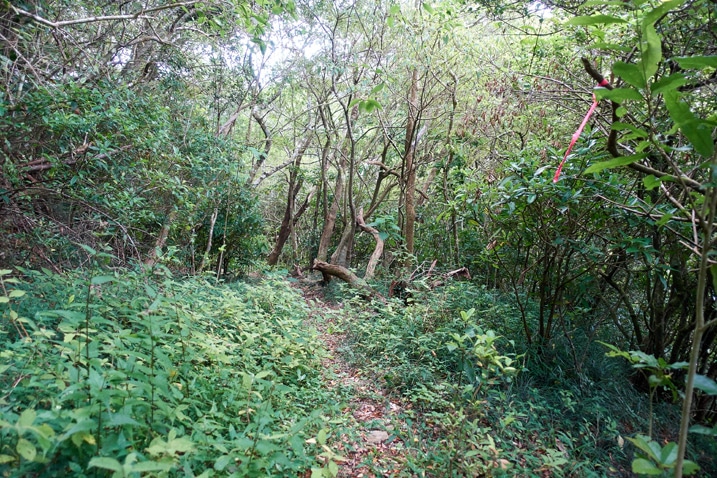 Mountain trail - many trees on either side