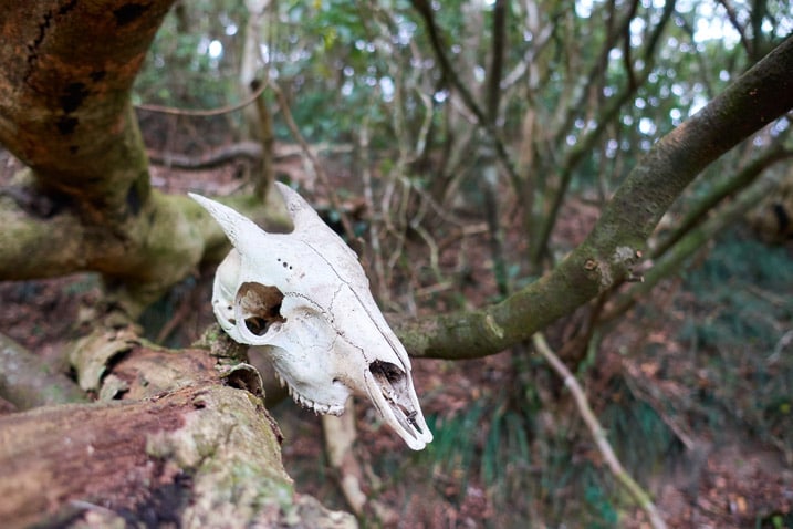 Animal skull hung on tree