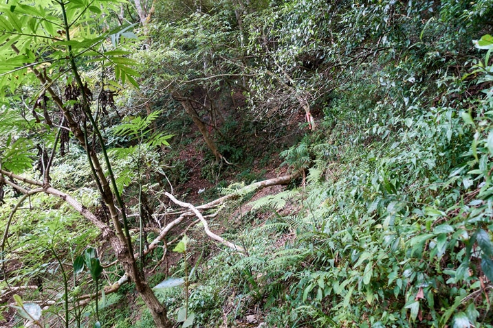 Looking down mountainside at fallen trees and lots of vegetation 