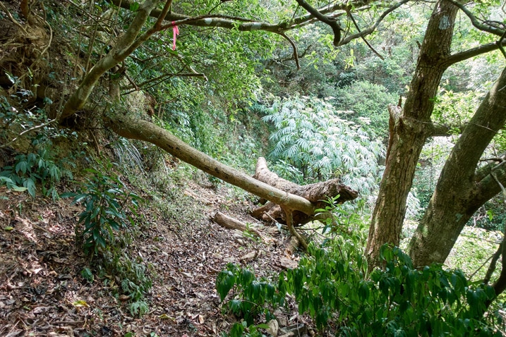 A couple of fallen trees over a trail - trees and vegetation on either side