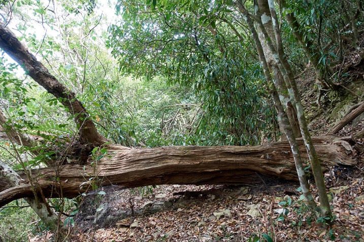 Large fallen tree over trail - trees on either side