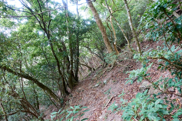 Many trees and slight trail in center